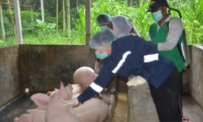 Antisipasi Wabah dari Bali, Dinas Pertanian Mataram Sidak Peternakan Babi