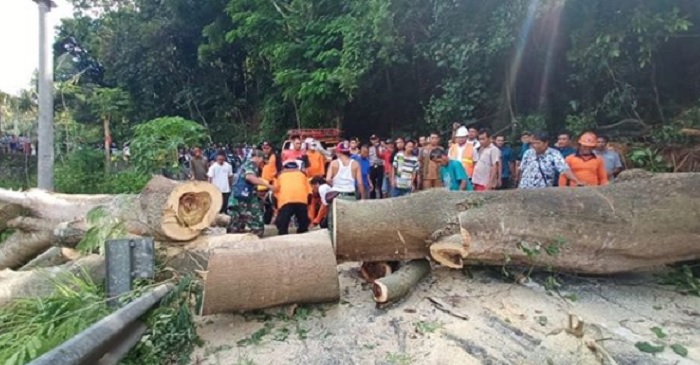 Pohon Tumbang di Karangasem Bali Tutup Jalan Amlapura-Singaraja