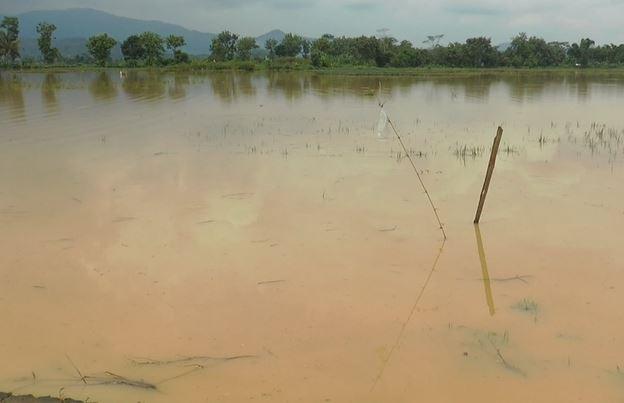 title Banjir Rendam 1.620 Hektare Sawah, Produksi Padi di Majalengka Terganggu Banjir Rendam 1.620 Hektare Sawah, Produksi Padi di Majalengka Terganggu