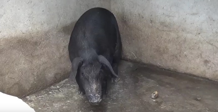 Gegara Virus ASF, Bupati Tabanan Borong 517 Babi Milik Peternak dan Warga