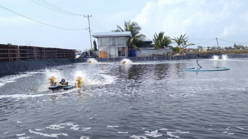 Takut Bandeng Hanyut Terbawa Banjir, Petambak di Maros dan Pangkep Panen Lebih Awal