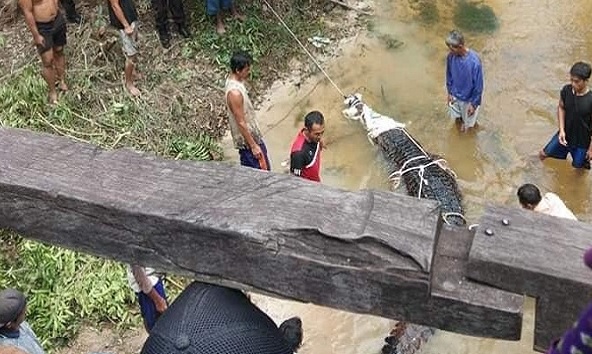 Buaya Berbobot 500 Kg Ditangkap Warga Kotawaringin Barat dari Sungai Pakit