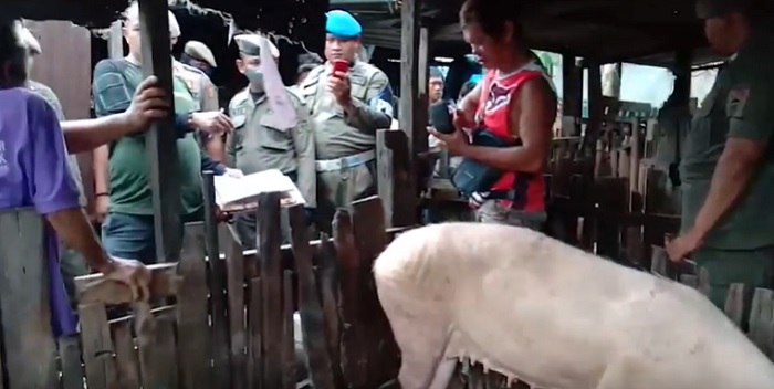 Peternakan Babi di Panakkukang Makassar Diprotes Warga, Bikin Bau dan Kotori Lingkungan