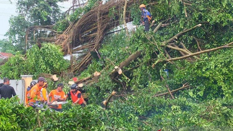 Angin Kencang dan Puting Beliung Landa Jember, Beberapa Pohon Tumbang Timpa Rumah Warga