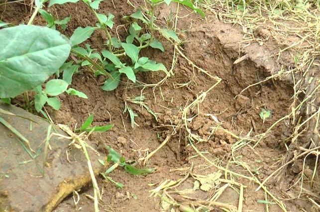 Tanah Ambles di Lemah Sugih Majalengka, 4 Rumah Terancam Longsor