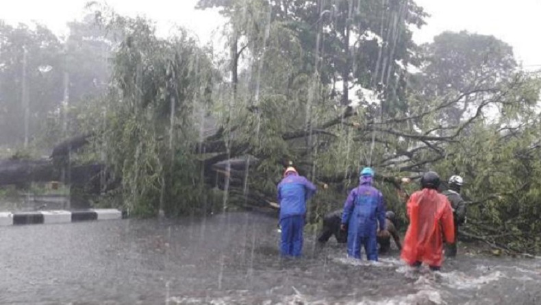 Sleman Dilanda Hujan Lebat dan Angin Kencang, Banyak Pohon Tumbang Menimpa Rumah Warga