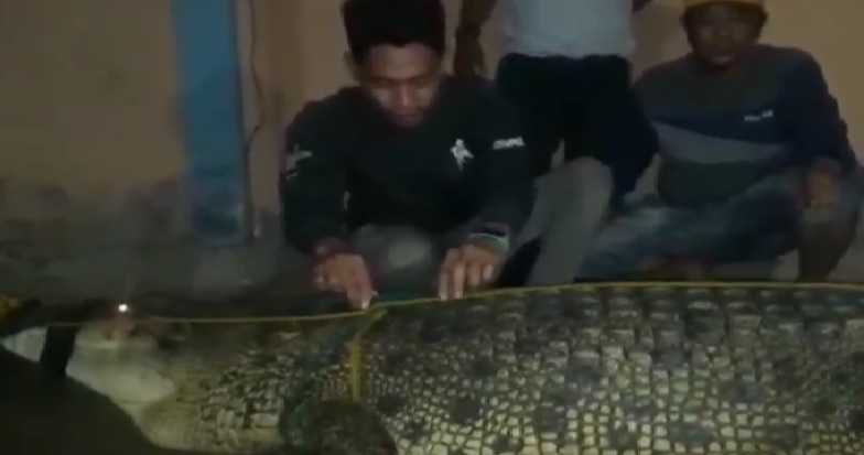 Buaya Raksasa Pemangsa Manusia di Sungai Lasolo Konawe Utara Ditangkap Warga