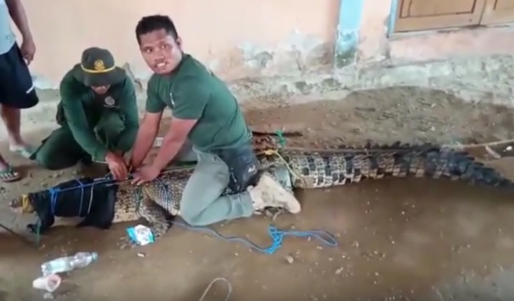 Buaya Raksasa Pemangsa Manusia di Konawe Utara Mengamuk saat Dievakuasi
