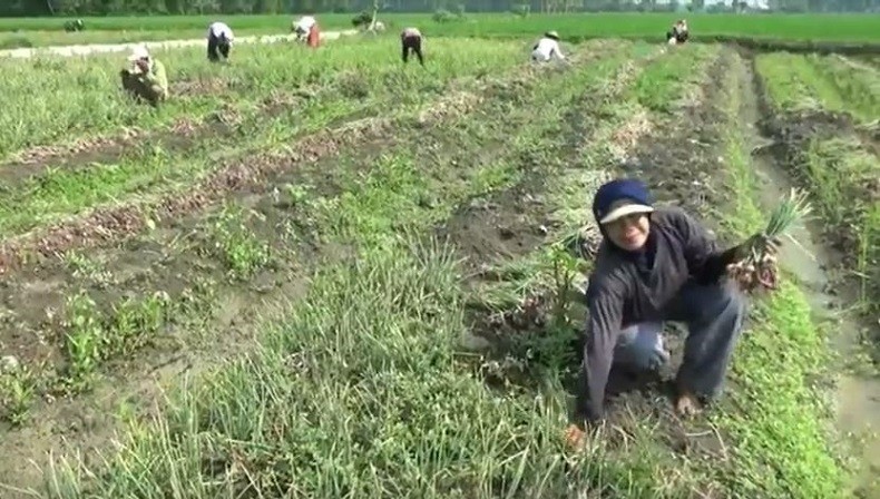 Beralih Tanam Bawang Merah, Petani di Bojonegoro Untung Besar