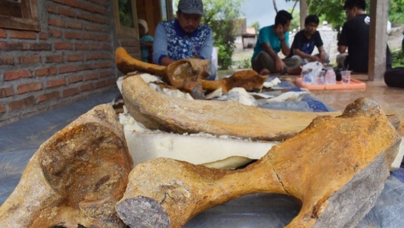 Fosil Panggul Gajah Purba Ditemukan di Madiun, Lengkap Kanan dan Kiri