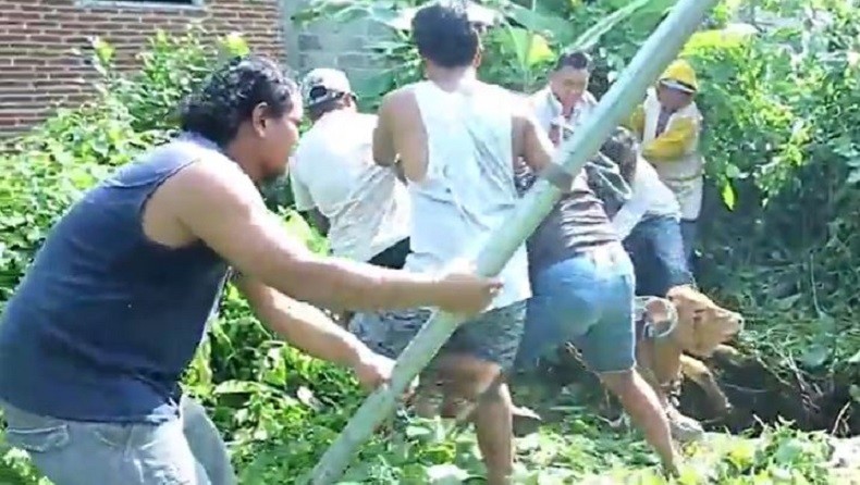 Kabur dari Kandang, 2 Anak Sapi di Blitar Terperosok ke Sumur Tak Terpakai
