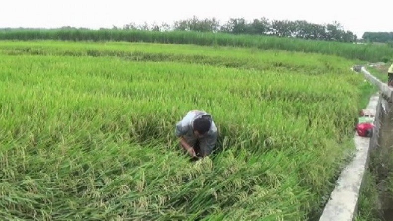 Cuaca Ekstrem Paksa Petani Padi di Magetan Panen Lebih Awal