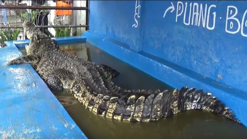 Warga Makassar Pelihara Buaya Seberat 1 Ton: Sebulan Bisa Makan 20 Ekor Ayam