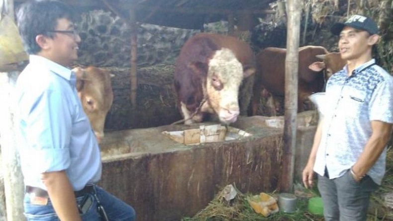 Kabupaten OKU Timur Ditargetkan Jadi Lumbung Sapi di Sumsel dan Nasional