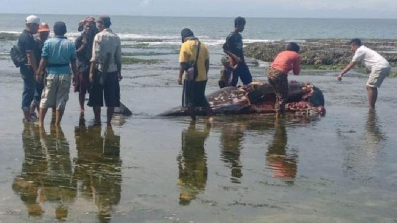 Warga Kaur Bengkulu Temukan Bangkai Lumba-Lumba di Pantai Suka Rami