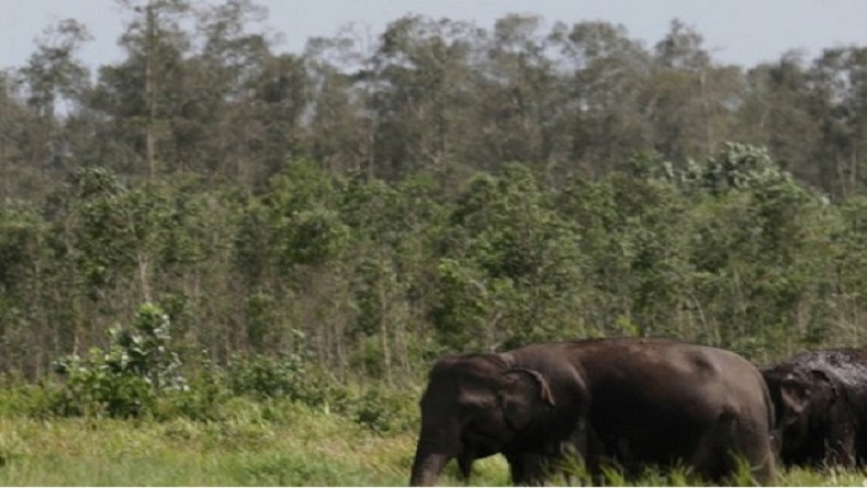 Gajah yang Serang Anggota TNI hingga Tewas Ternyata sedang Birahi