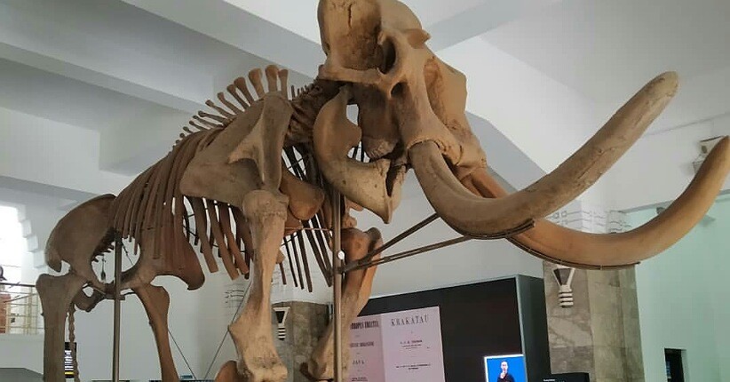  Museum  Geologi  Bandung Wisata Sejarah Melihat Fosil  Hewan  