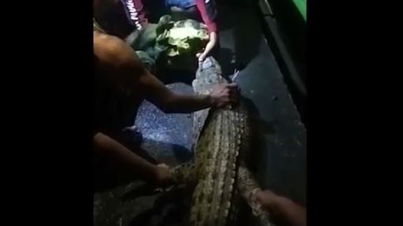 Kepergok Jalan-Jalan di Perkampungan, Seekor Buaya di Sidoarjo Ditangkap Warga