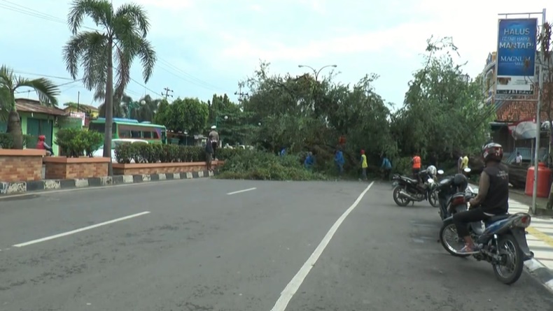 title Tak Ada Angin dan Hujan, Pohon Asam Berusia Ratusan Tahun di Prabumulih Tumbang Tak Ada Angin dan Hujan, Pohon Asam Berusia Ratusan Tahun di Prabumulih Tumbang