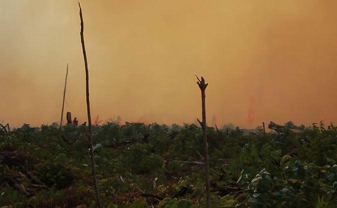 title 30 Hektare Lahan Gambut di Aceh Jaya Terbakar, Polisi Periksa 4 Orang 30 Hektare Lahan Gambut di Aceh Jaya Terbakar, Polisi Periksa 4 Orang