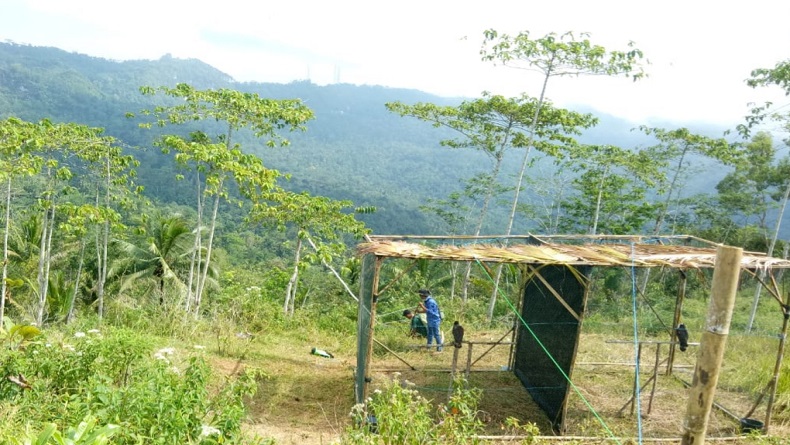 title BKSDA DIY Lepasliarkan Sepasang Elang Ular Bido BKSDA DIY Lepasliarkan Sepasang Elang Ular Bido