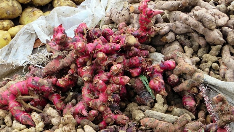 title Bernilai Ekonomi Tinggi, Dinas Pertanian Babel Ajak Petani Budi Dayakan Jahe Merah Bernilai Ekonomi Tinggi, Dinas Pertanian Babel Ajak Petani Budi Dayakan Jahe Merah