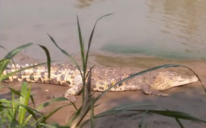 Asyik Mencuci Baju di Sungai, Emak-Emak di Tanggamus Malah Digigit Buaya