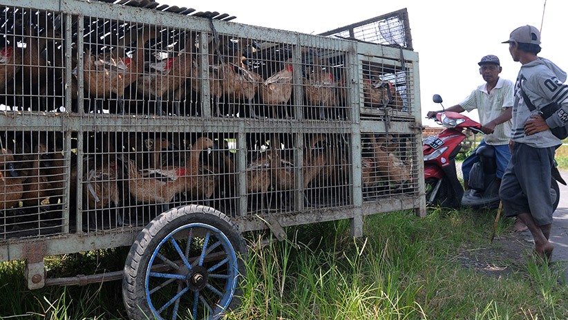 Imbas Virus Corona, Harga Bebek di Boyolali Turun - Bagian 2