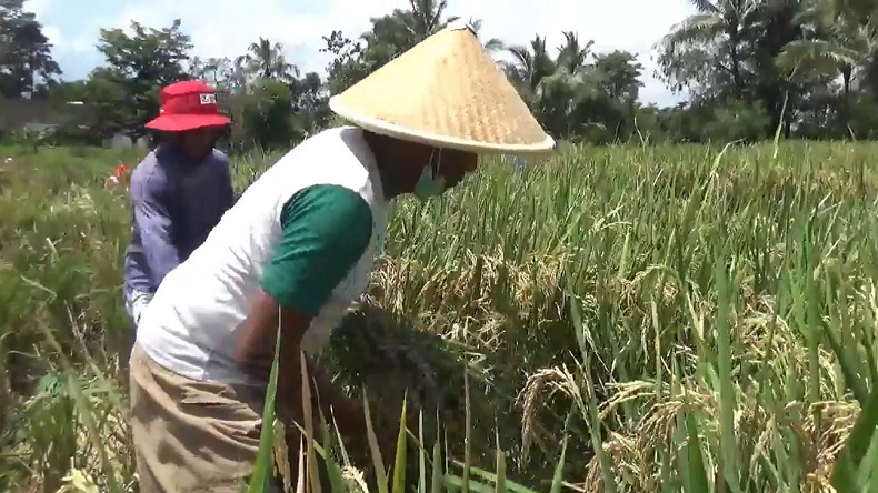 Harga Gabah di Jember Anjlok, Petani Minta Bulog Serap Hasil Panen