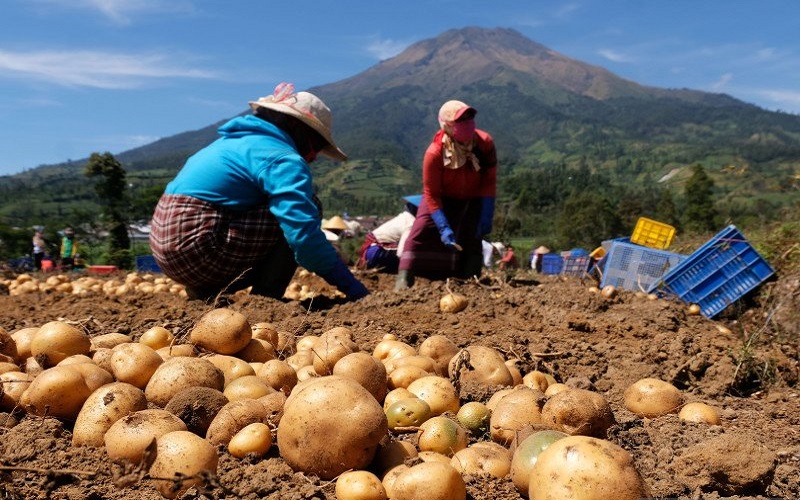 Terkenal Penghasil Tembakau, Petani Temanggung Diminta Tanam Bahan Pangan