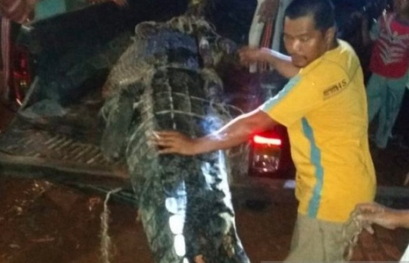 Hilang 2 Hari, Bocah 6 Tahun di Maluku Ditemukan di Perut Buaya