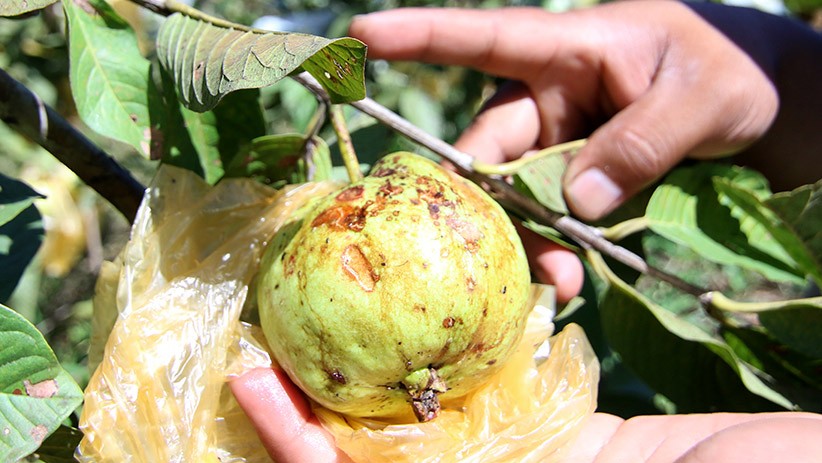50 Persen Buah Jambu Kristal di Licin Banyuwangi Rusak Terserang Hama Cacar - Bagian 1