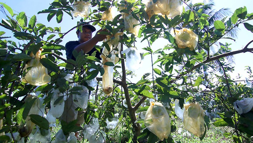 50 Persen Buah Jambu Kristal di Licin Banyuwangi Rusak Terserang Hama Cacar - Bagian 2