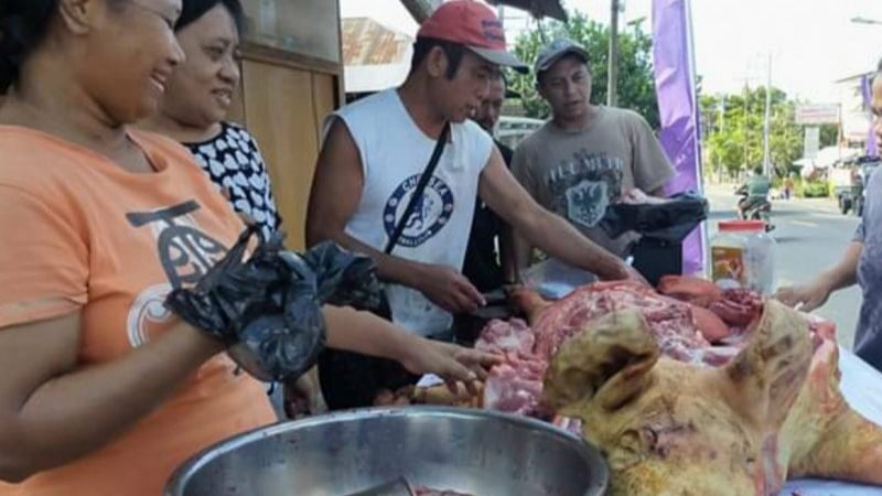 Dagangan Tak Laku karena Corona, Peternak Babi di Minahasa Rugi Besar