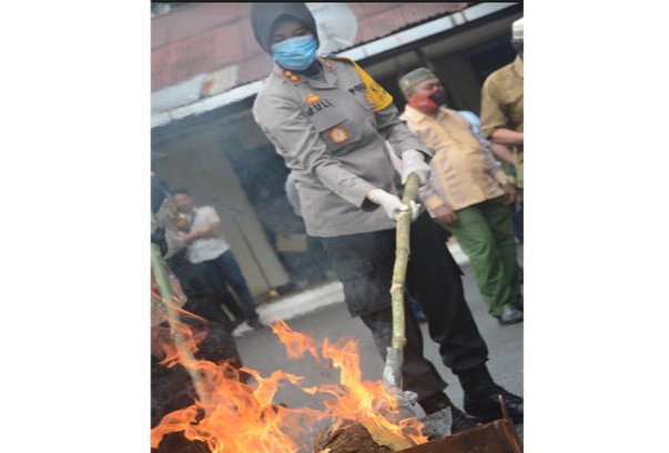 Polres Padangsidimpuan Musnahkan 258,5 Kg Ganja Kering Siap Edar