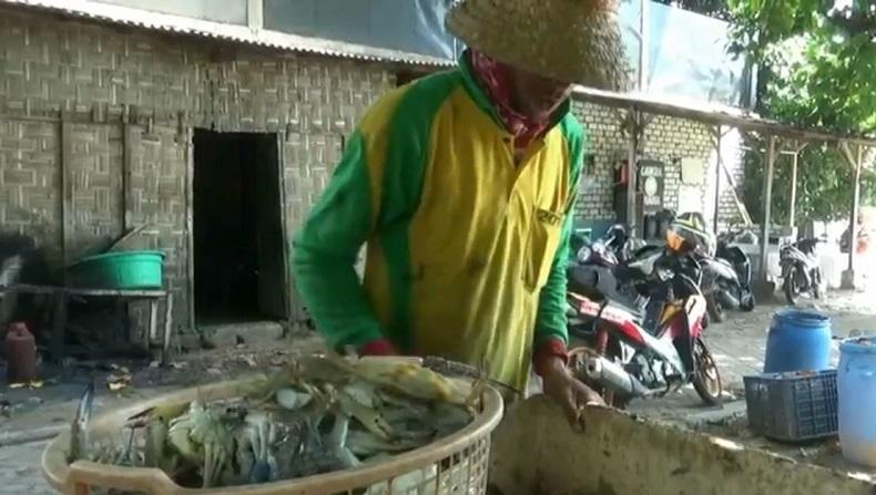Kena Imbas Wabah Corona, Harga Rajungan di Tuban Anjlok