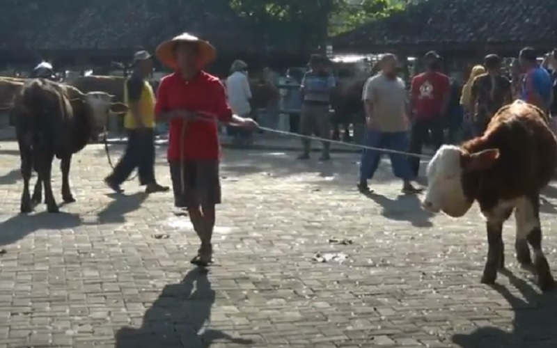 Pedagang Sapi di Gunungkidul Sulit Dapat Pembeli karena Pembatasan di