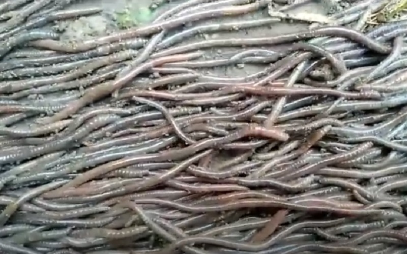 title Fenomena Cacing di Klaten, Pakar UGM: Bisa akibat Penyemprotan Disinfektan Fenomena Cacing di Klaten, Pakar UGM: Bisa akibat Penyemprotan Disinfektan