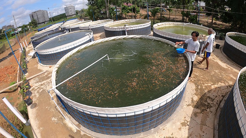 Sukses Budi Daya Ikan Nila dengan Sistem Bioflok - Bagian 2