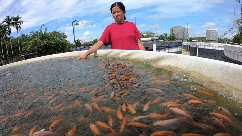 Sukses Budi Daya Ikan Nila dengan Sistem Bioflok - Bagian 1