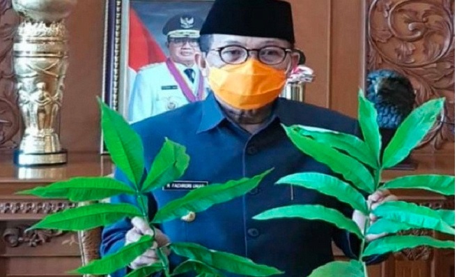 Gubernur Jambi Fachrori Minta Dishut Teliti Daun Sungkai untuk Obat Virus Corona