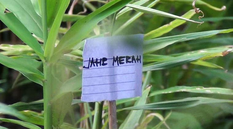 title Hadapi Corona, Warga Bandung Sulap Halaman Rumah Jadi Kawasan Pangan Lestari Hadapi Corona, Warga Bandung Sulap Halaman Rumah Jadi Kawasan Pangan Lestari