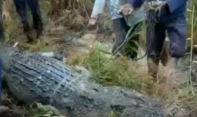 Balas Dendam, Warga Siak Bunuh Buaya Muara yang Mangsa Nelayan