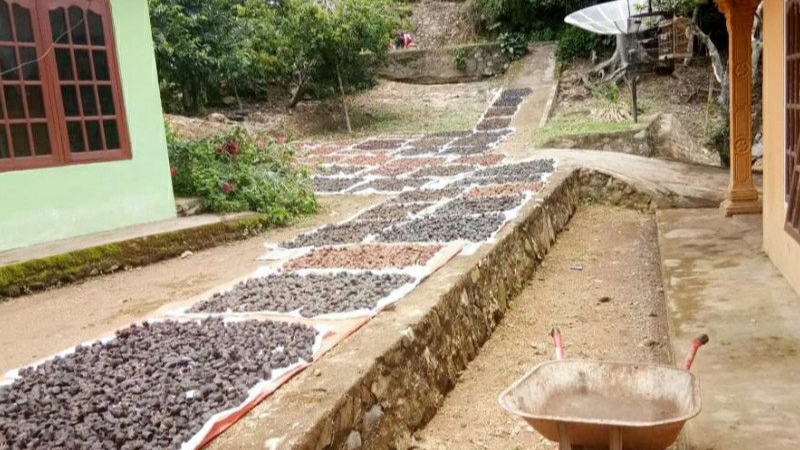 Tak Bisa Diekspor ke India, 1.000 Ton Gambir asal Sumbar Numpuk di Gudang