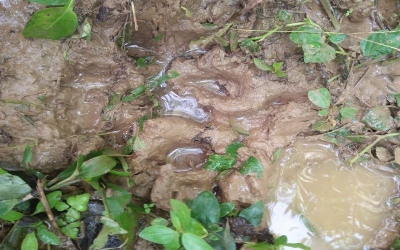 Harimau Sumatera Serang Sapi Milik Warga di Bahorok