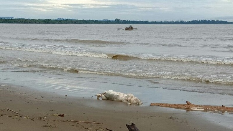 Puluhan Bangkai Babi Berserakan di Pantai Tagaule Nias