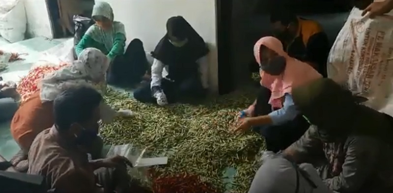  Harga Cabai Merosot, Penyuluh Pertanian di Rembang Lakukan Aksi Borong
