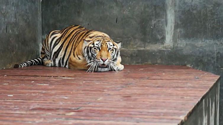 Perawat Satwa Kebun Binatang Tewas Diterkam Harimau Benggala, Tubuh Korban Tercabik-cabik  