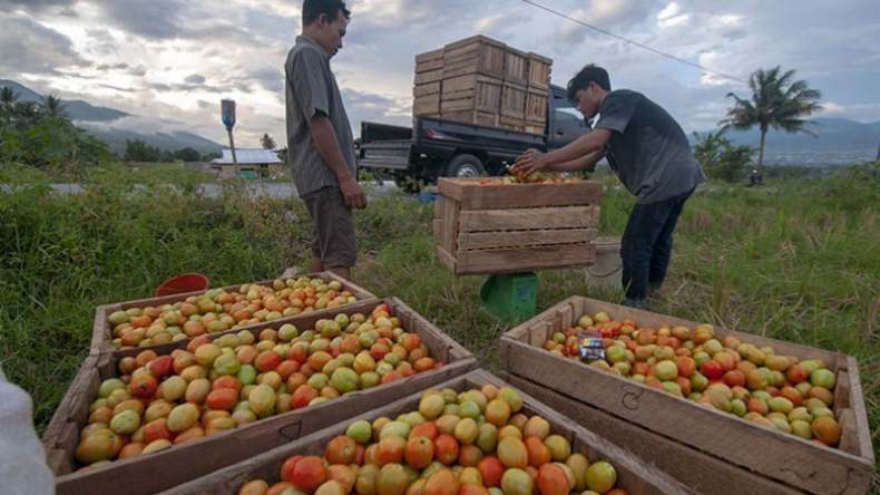 title Ironi, Harga Tomat di Sulteng Merosot di Tengah Panen Raya Ironi, Harga Tomat di Sulteng Merosot di Tengah Panen Raya