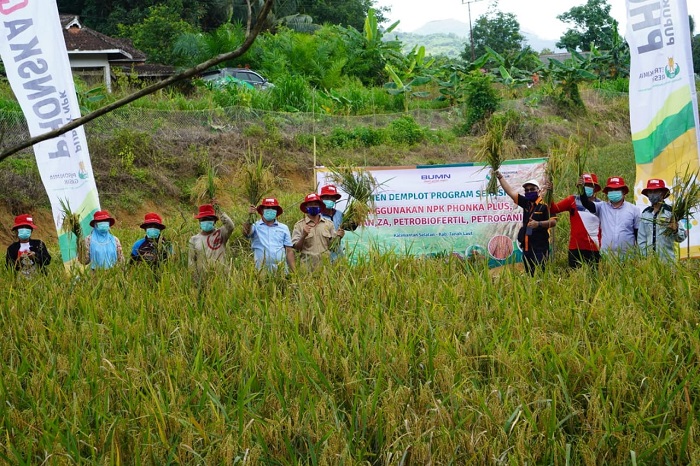 Panen Padi Meningkat, Program SERASI Sukses di Kalsel